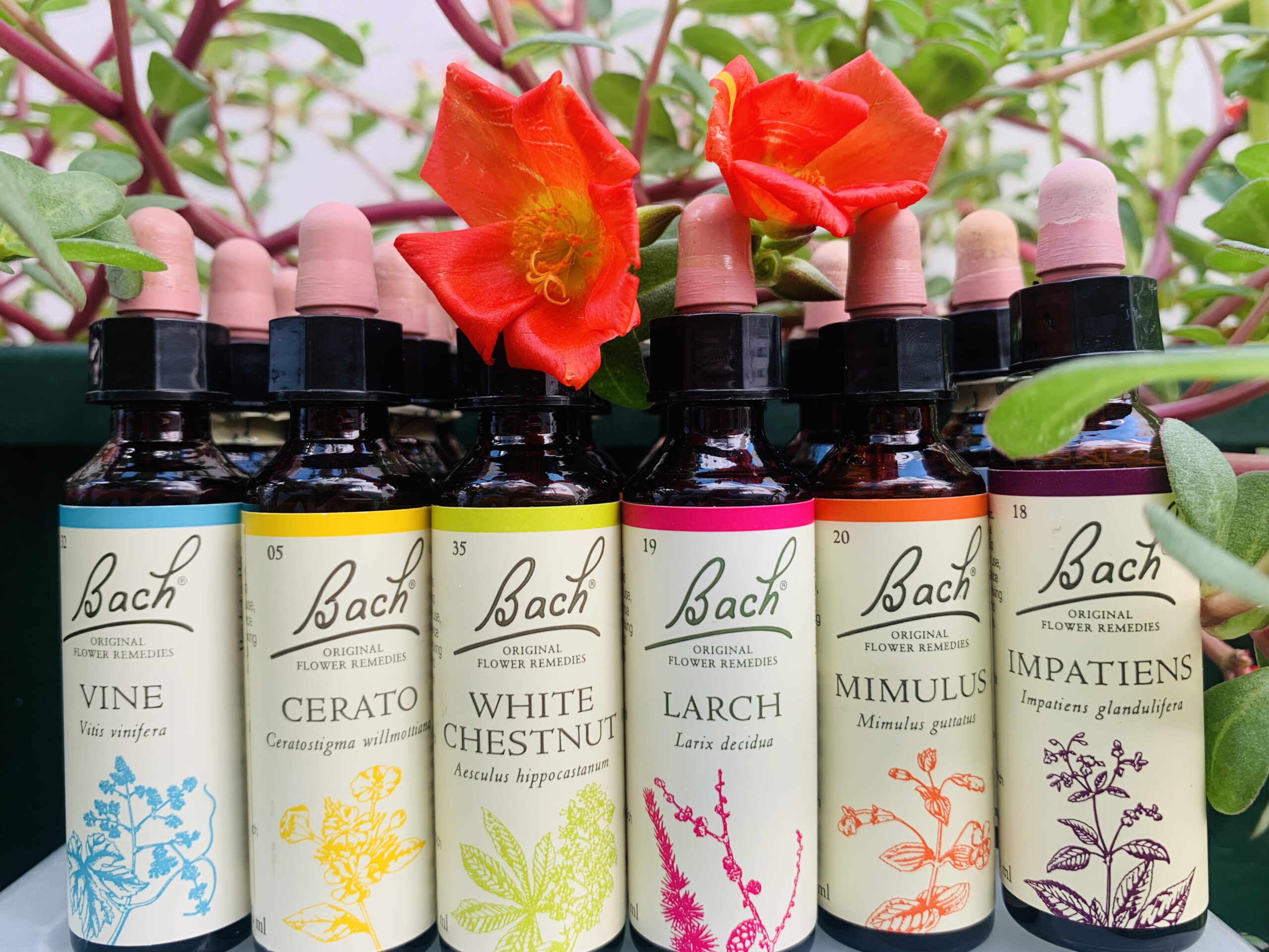 טיפות באך - טיפות מרפאות מפרחי באך